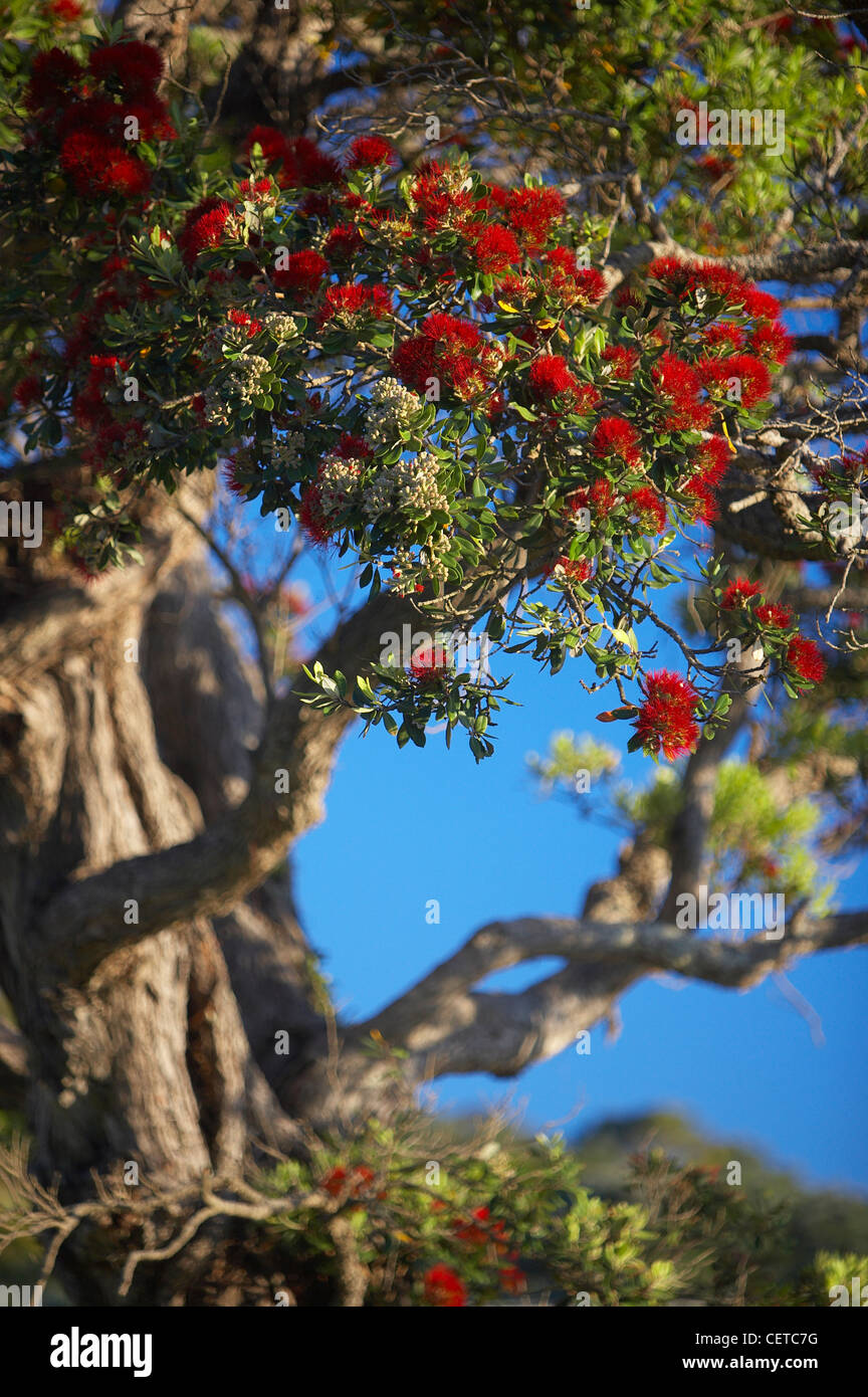 Pohutukawa Baum in voller Blüte, Coromandel Peninsula, Nordinsel, Neuseeland Stockfoto