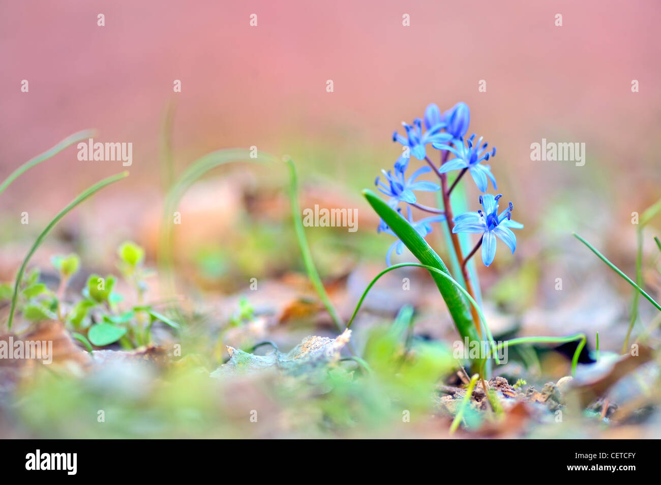 Blaue Feder Blume, Glory-of-the-snow (Chionodoxa Luciliae) Stockfoto