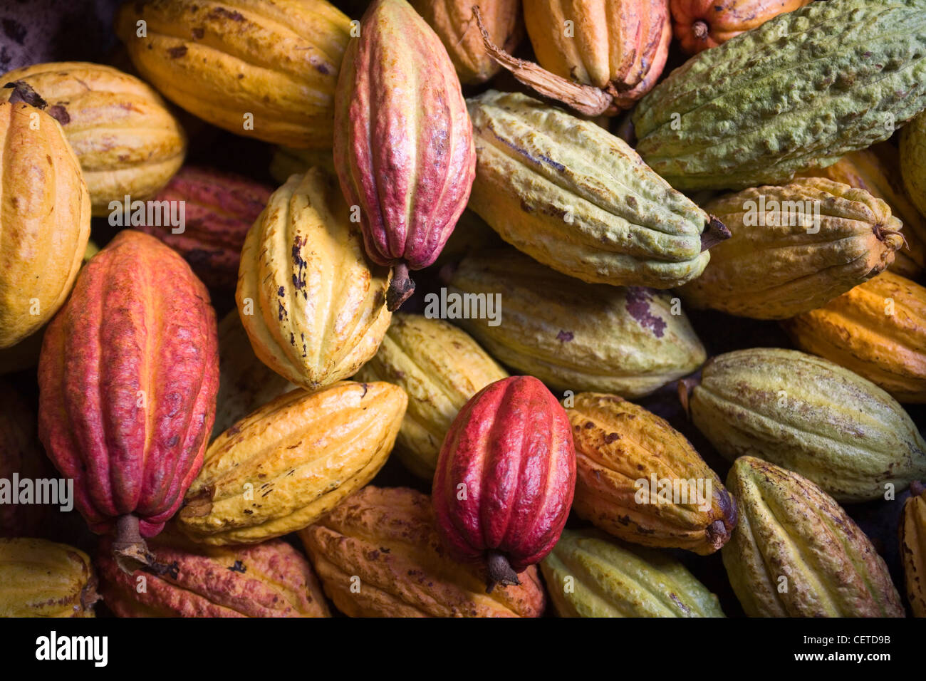 Kakaobohnen Stockfoto