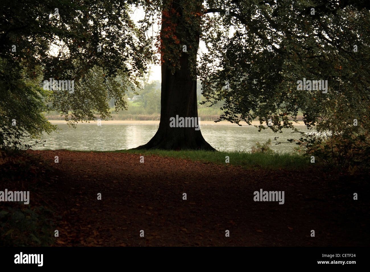 Silhouette Großbaum auf Clumber Park-See. Stockfoto