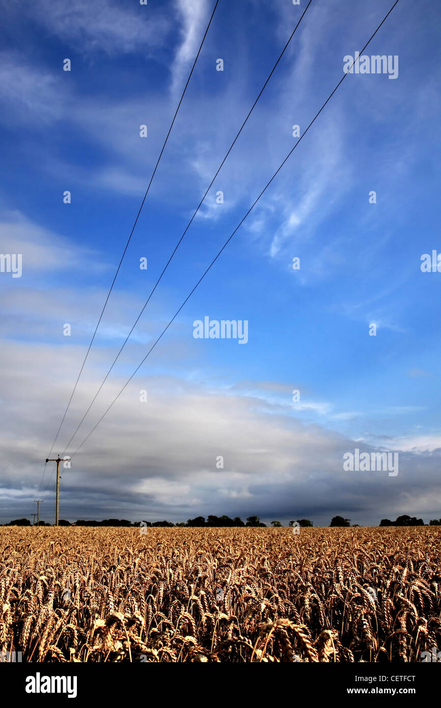 Ein Sommer-Maisfeld mit Telegrafenmast in York. Stockfoto