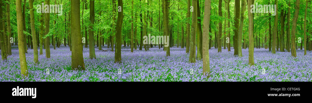 Ein Teppich aus Glockenblumen im Wald. Großbritannien enthält die Hälfte der weltweiten Bevölkerung dieser Wald Blumen. Stockfoto