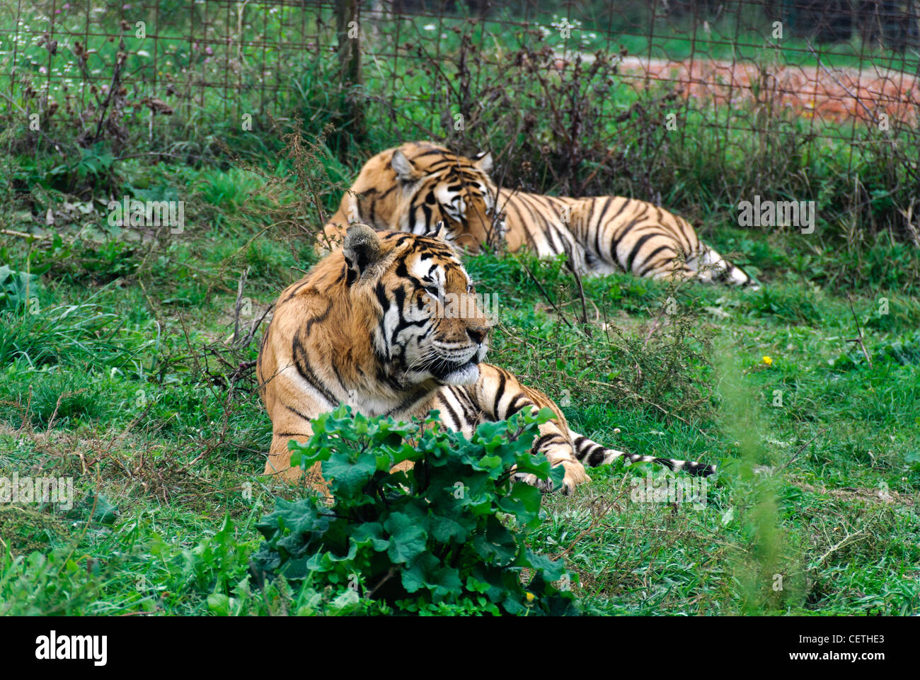 Tiger im zoo Stockfoto