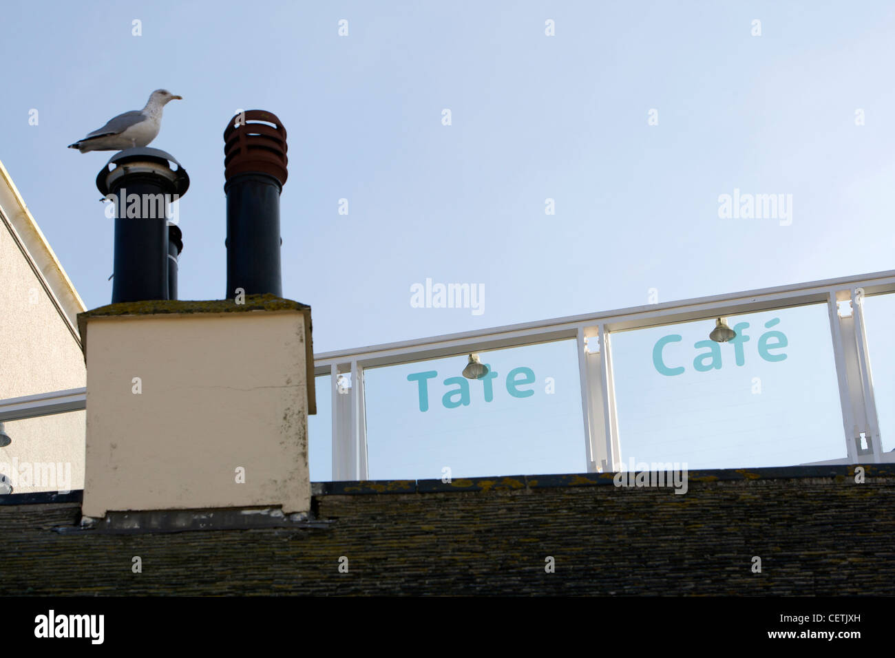 Eine Möwe sitzt auf einem Schornstein auf dem Dach der Tate Gallery, St Ives, Cornwall Stockfoto