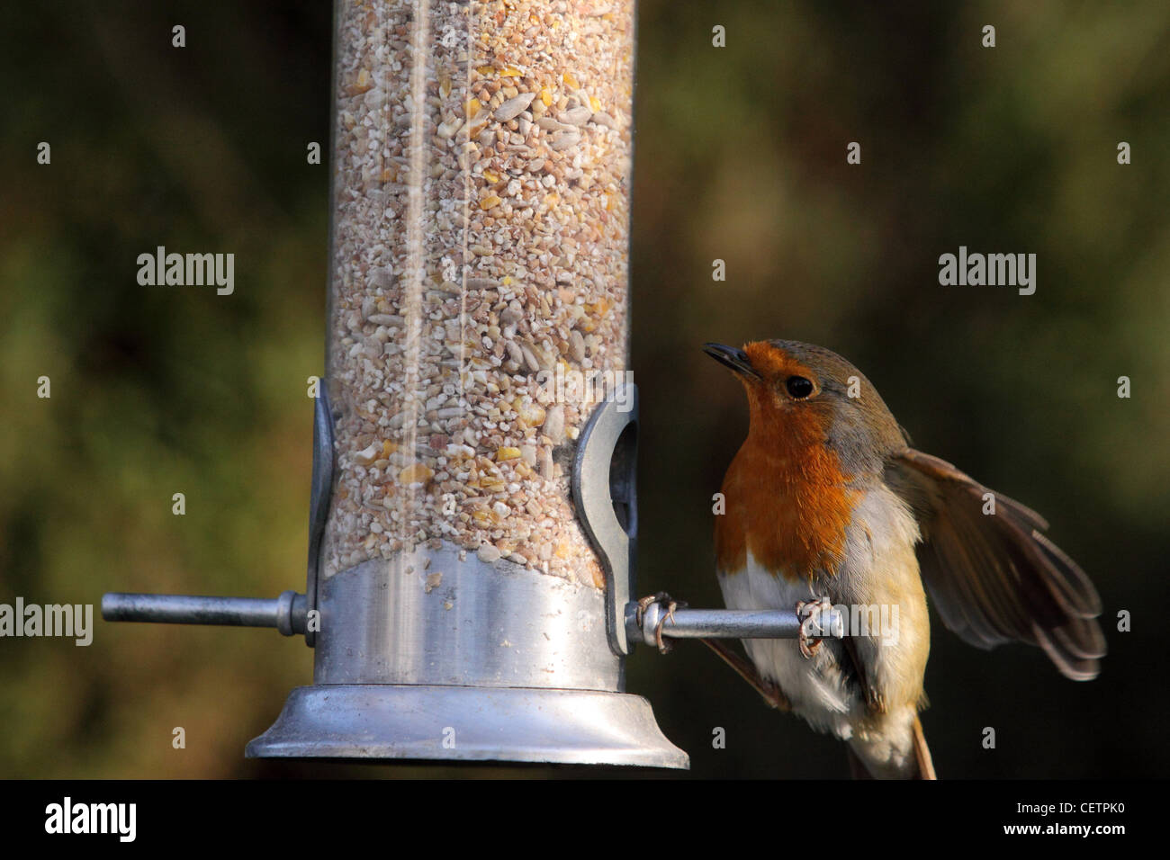 Ein Robin Vogel auf einem Garten Samen feeder Stockfoto