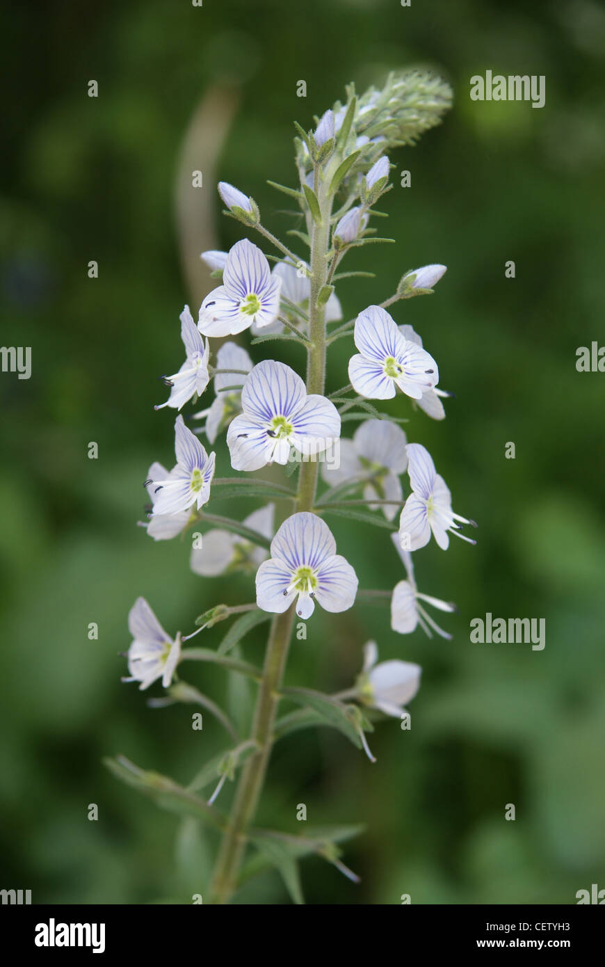 EuroAsia wilde Blume Stockfoto