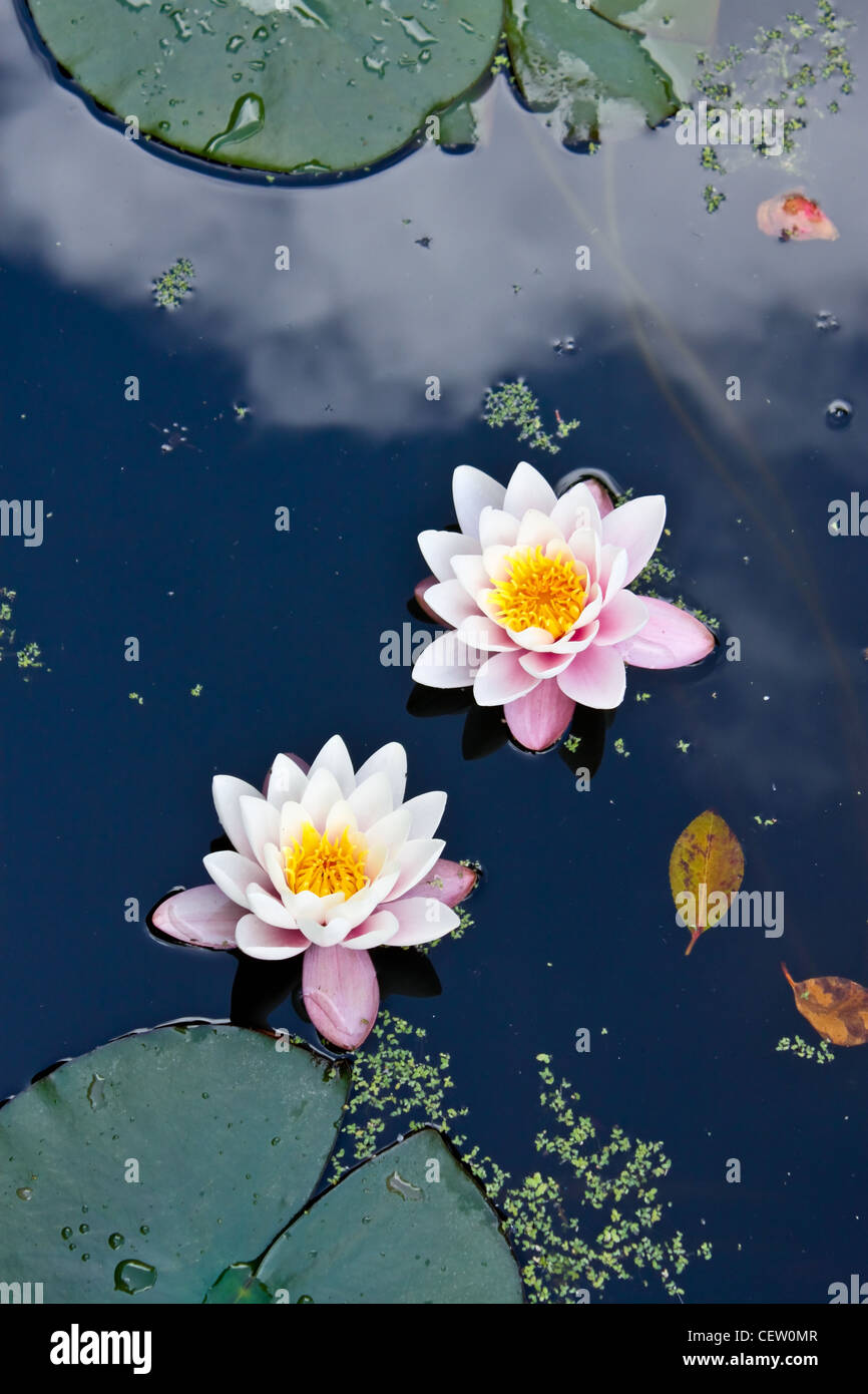 zwei rosa Seerosen in einem Teich Stockfoto