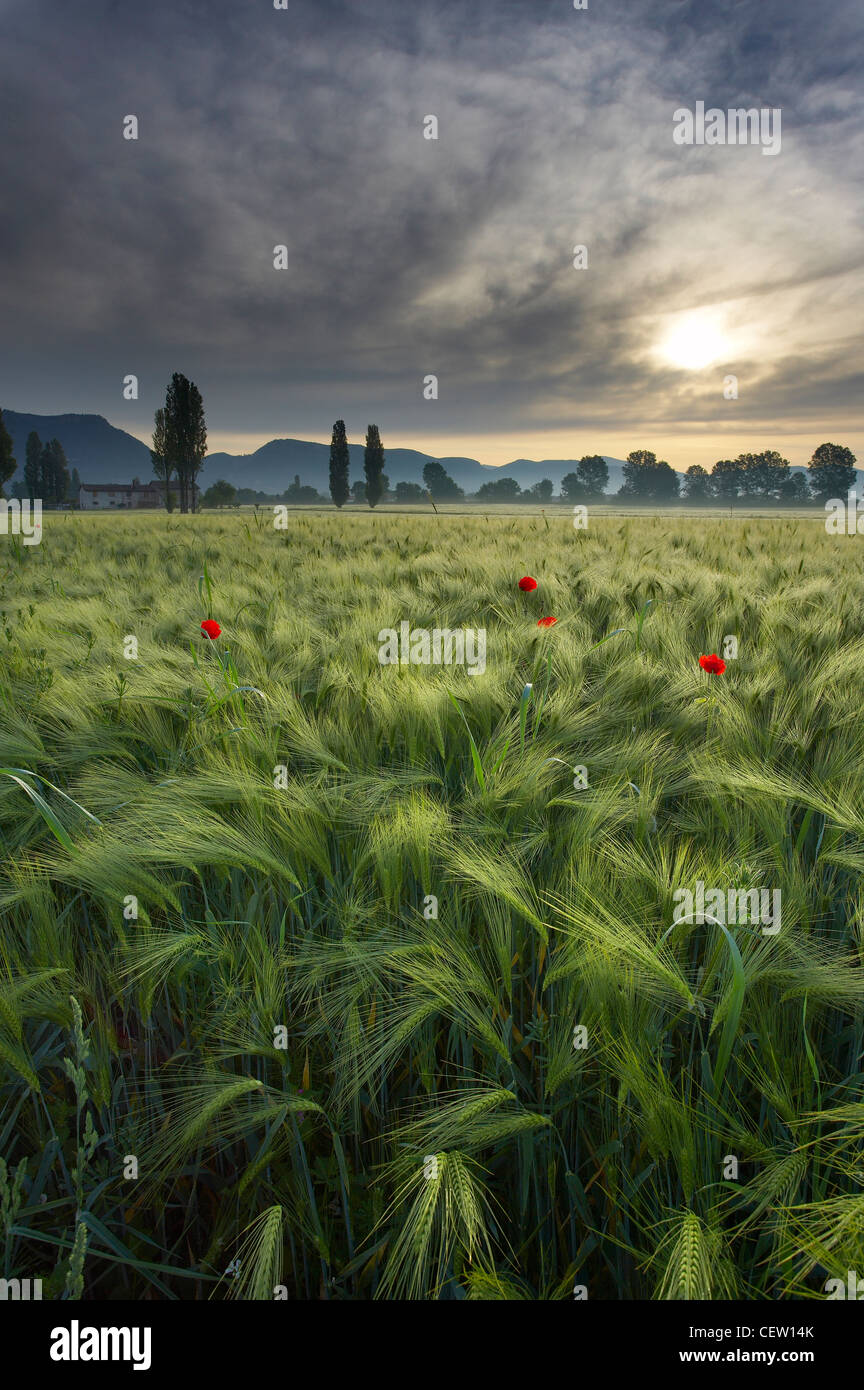 ein Gerstenfeld im Morgengrauen in der Nähe von Gubbio, Umbrien, Italien Stockfoto