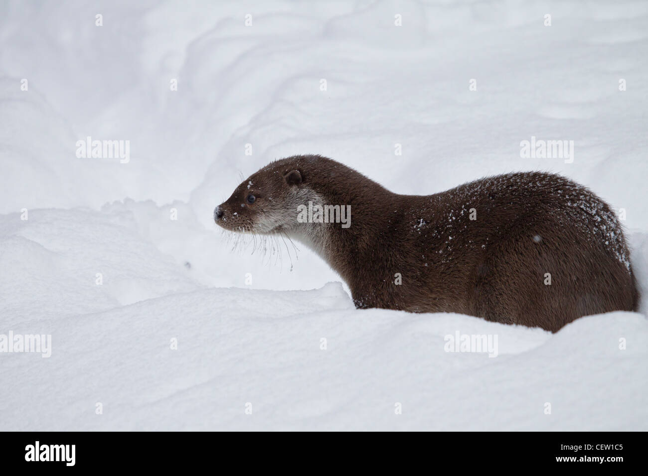 Eurasische Fischotter europäischer Fischotter Fischotter Lutra lutra Stockfoto