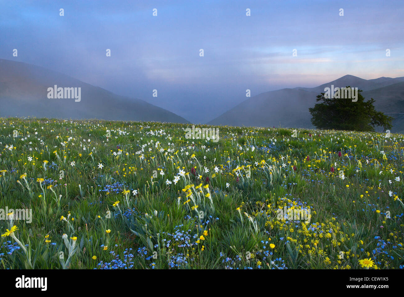 wilde Blumen wachsen mit Forca Canapine, Nationalpark Monti Sibillini, Umbrien, Italien. (NR) Stockfoto