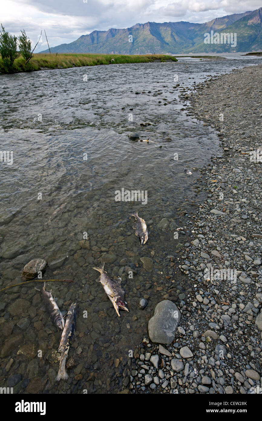 Tod-Lachse. Yukon River. Kanada. Stockfoto