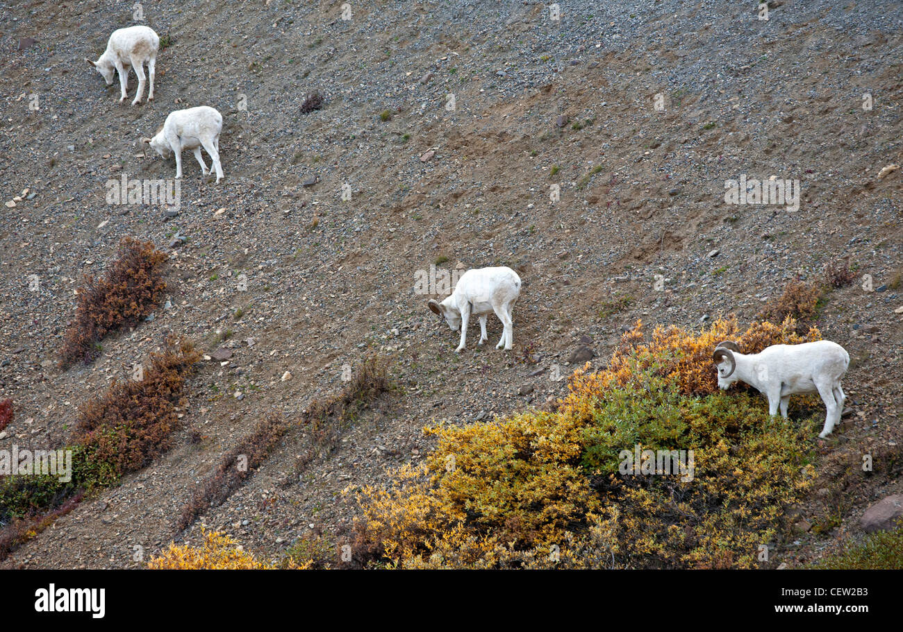 Dall-Schafe. Denali-Nationalpark. Alaska. USA Stockfoto