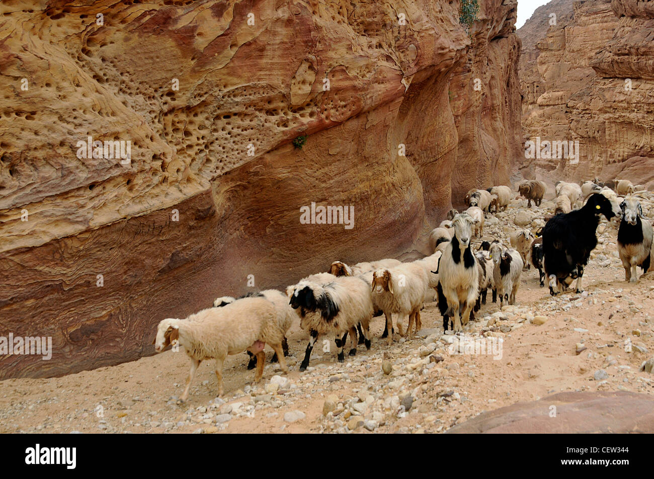 Ziegenherde in der Wüste Schlucht, Stockfoto
