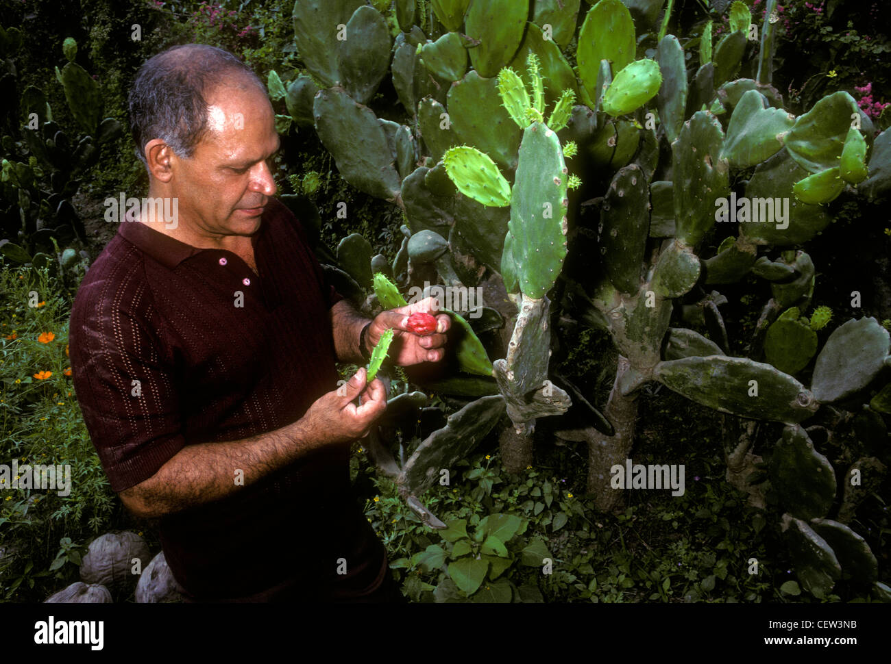 1 Eine mexikanische Mann Inspektion Prickly Pear Frucht auf Feigenkakteen in Dorf von Ixtapa in Jalisco in Mexiko Stockfoto