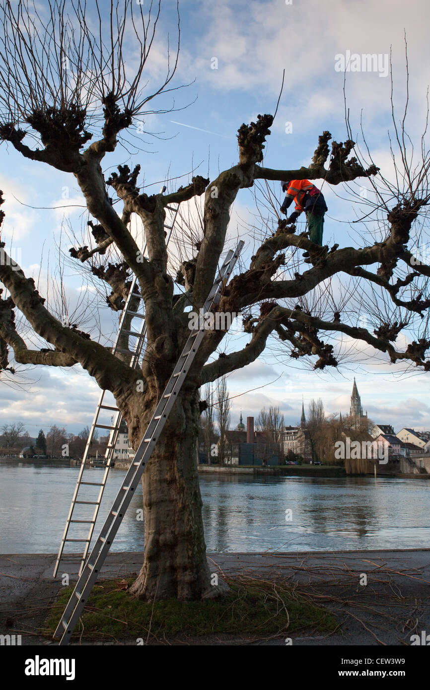 Instandhalter, Abschneiden der Äste eines Baumes auf Seestrasse, Bodensee, Konstanz, Baden-Württemberg, Deutschland Stockfoto