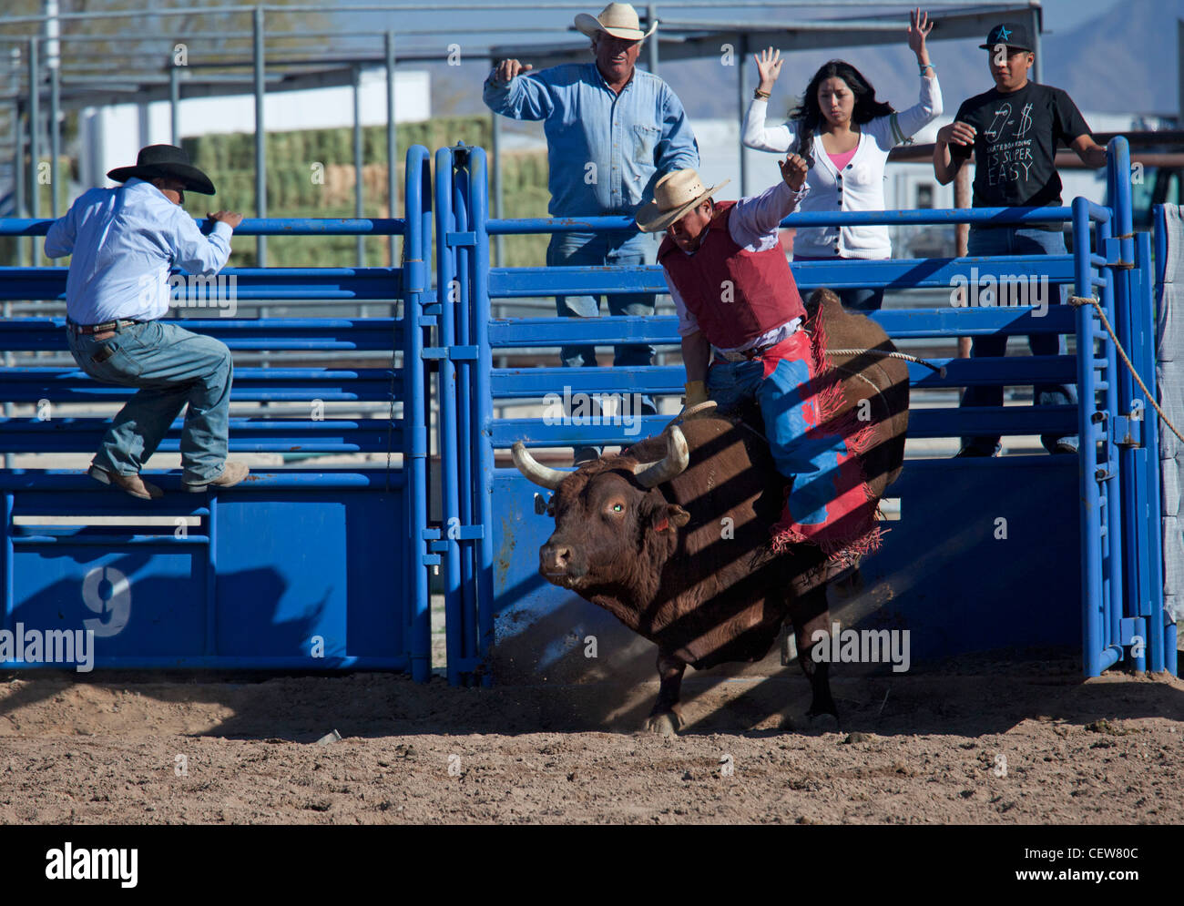 Verkauft, Arizona - das Bullenreiten Wettbewerb in der Master-Klasse (ab 40 Jahren) der Tohono O' odham Nation alle indischen Rodeo. Stockfoto