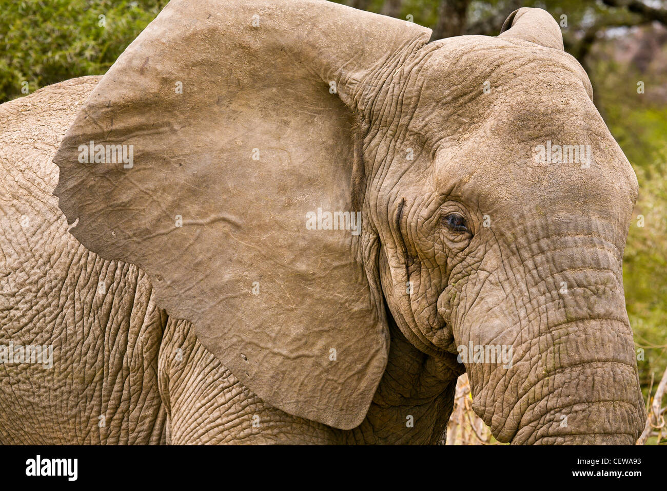 Nahaufnahme von Elefanten in Tansania. Stockfoto