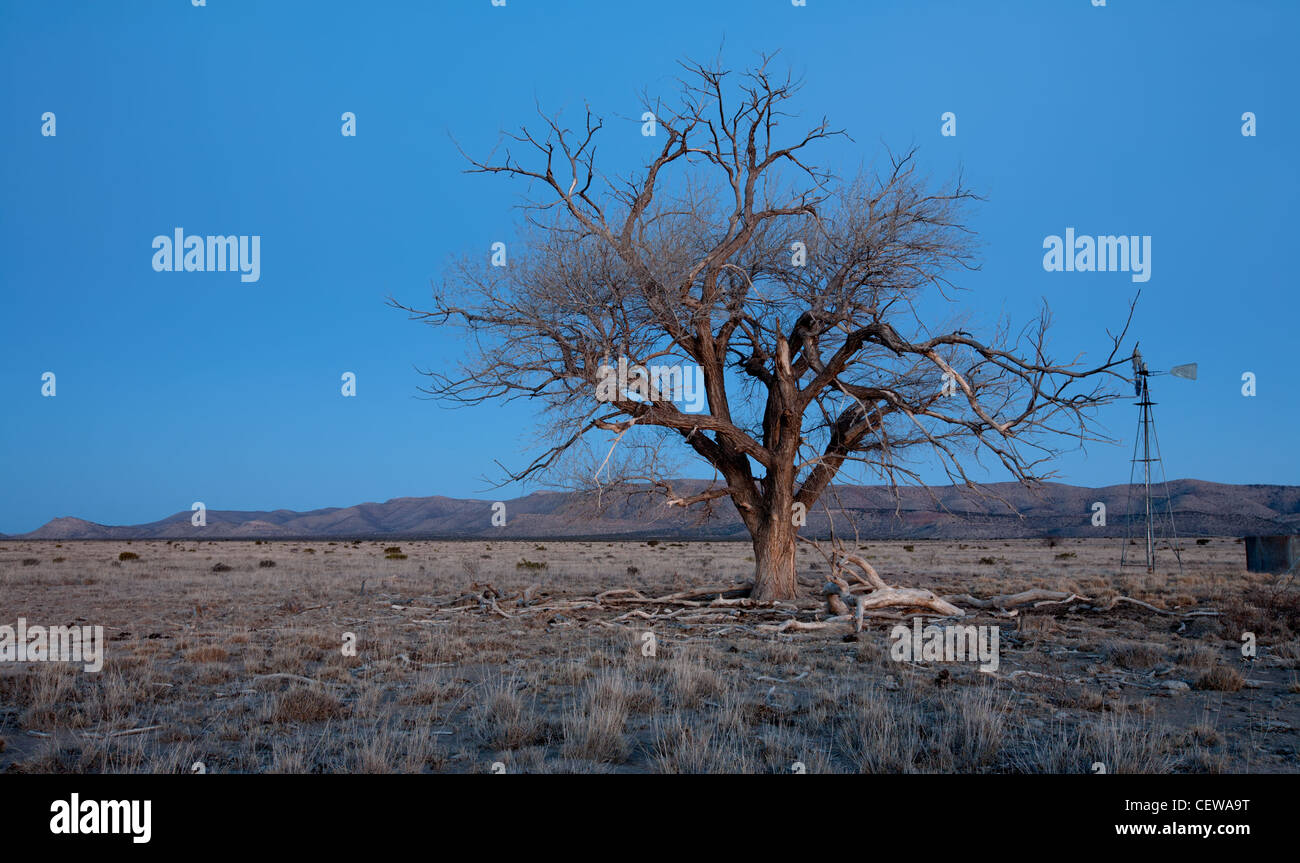 Baum im Brewster County, befindet sich in der Big-Bend-Region von Texas. Stockfoto