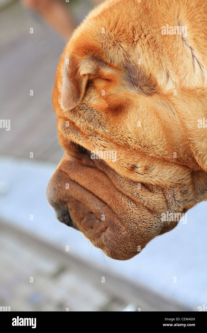 Leiter der eine faltige junge golden Mastino Napoletano Hündin Stockfoto