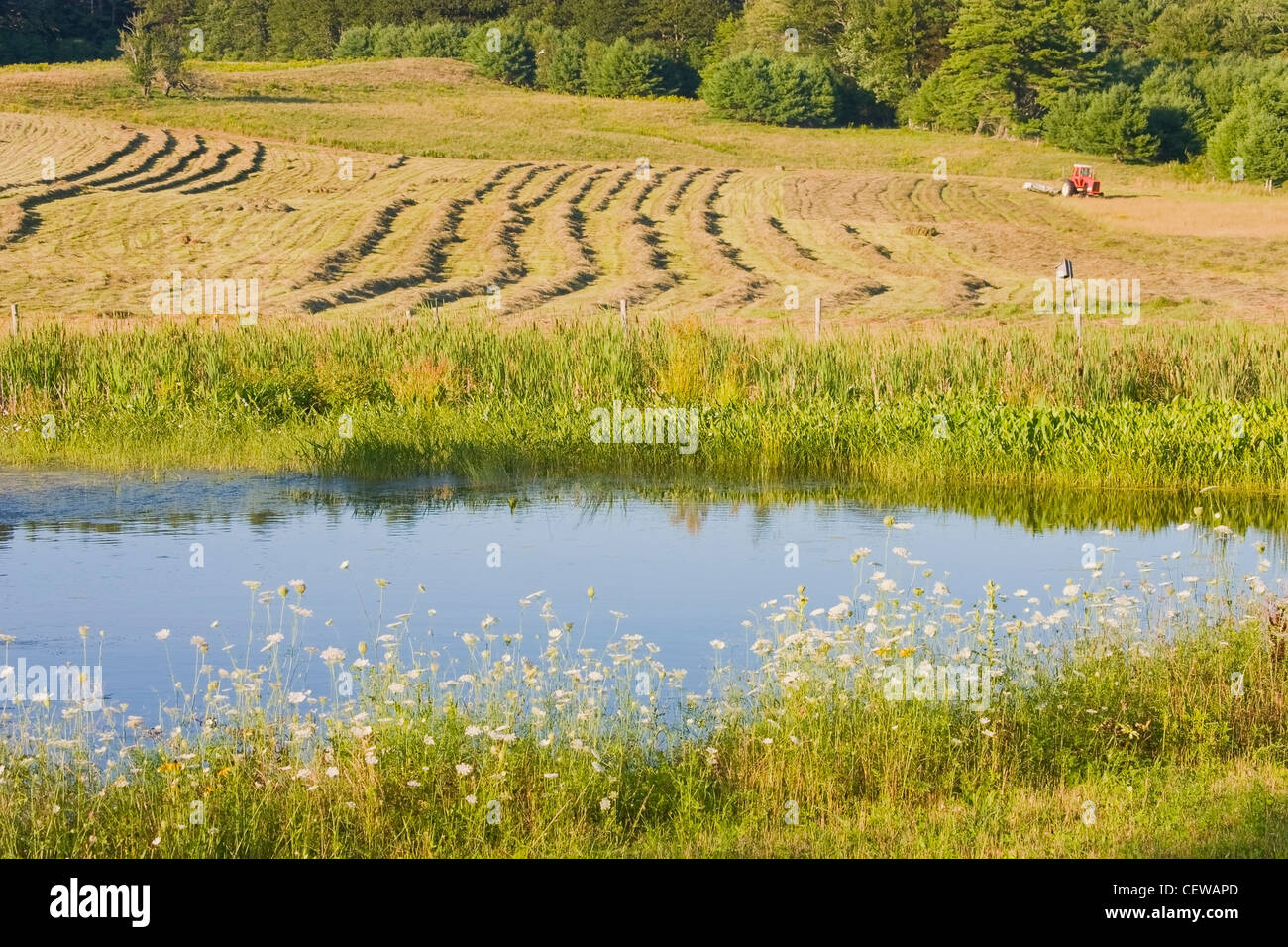 Spätsommer Heu geerntet auf Bauernhof in Maine. Stockfoto