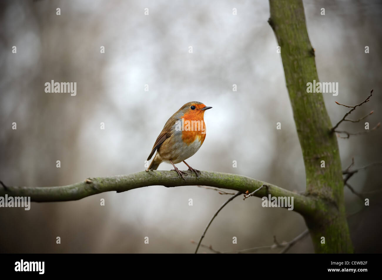 Europäischen Rotkehlchen (Erithacus Rubecula Melophilus) thront auf einem Ast Stockfoto