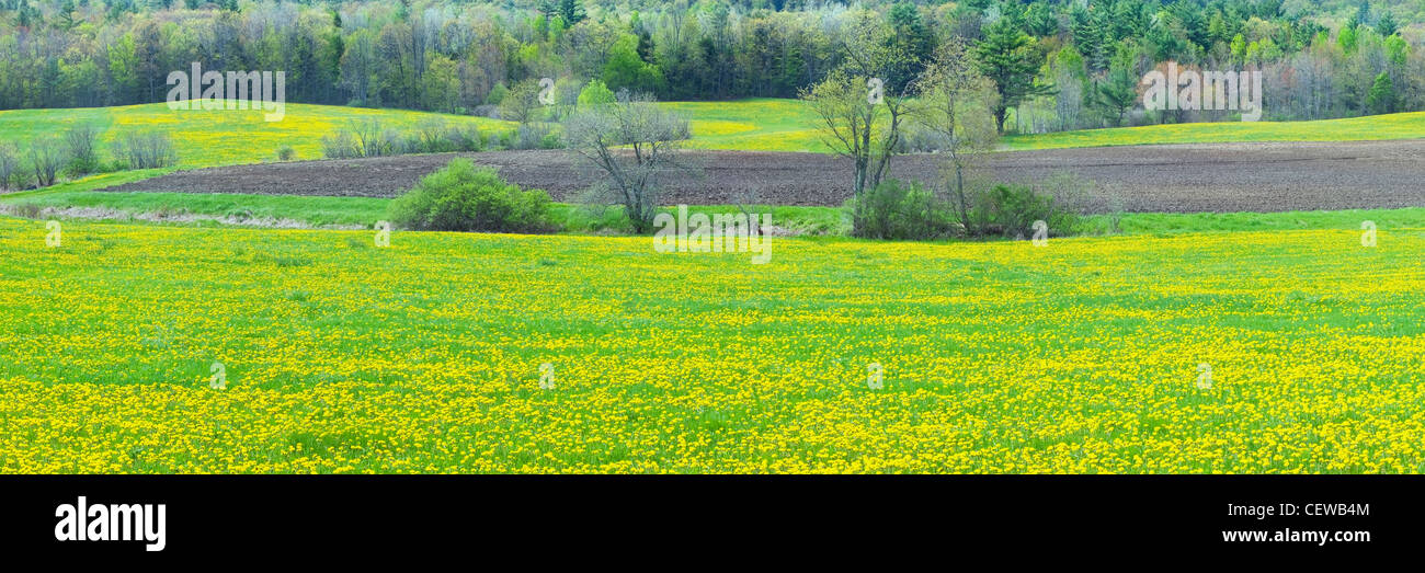 Löwenzahn blühen im Frühling Bauernhof Feld Maine Panorama. Stockfoto