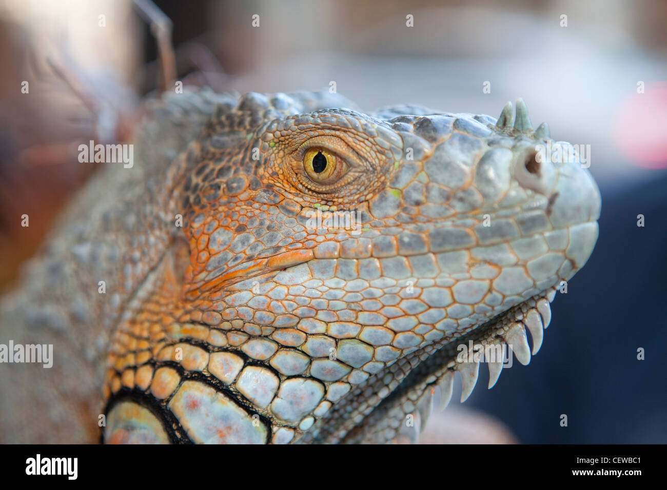 Nahaufnahme des wilden Leguan in Key West, Florida, USA Stockfoto