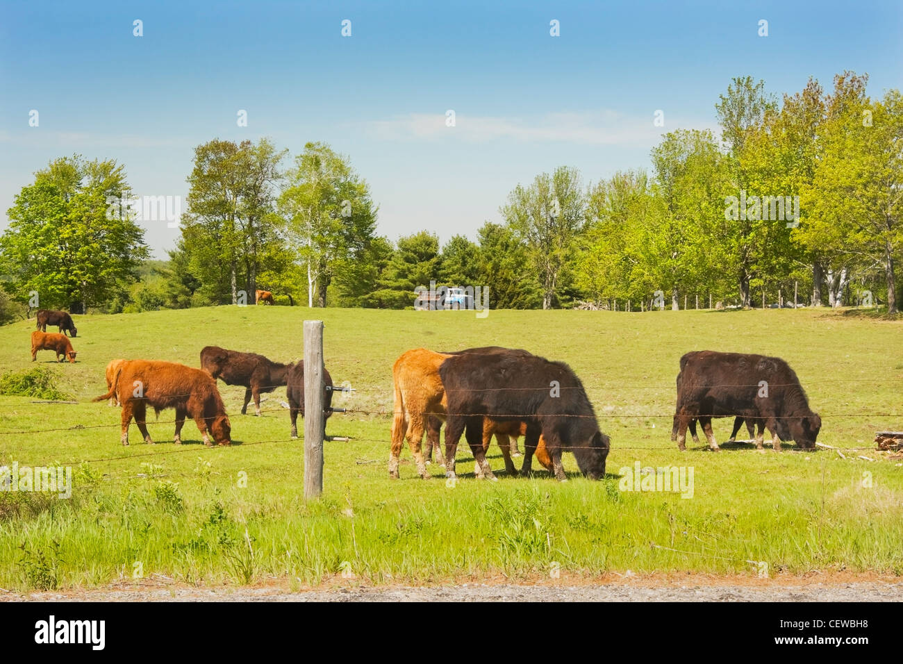 Rinder grasen auf einer Farm in Maine. Stockfoto
