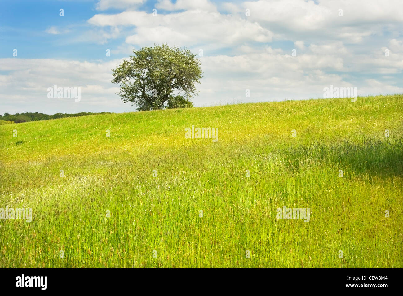 Einzigen Apfelbaum in Maine Heu-Feld. Stockfoto