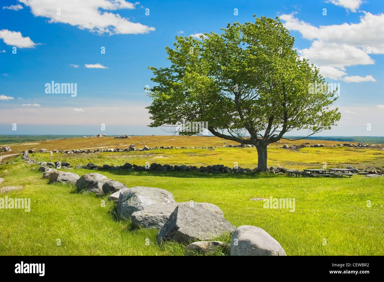 Einsamer Baum und blauer Himmel in Heidelbeere Feld Maine. Stockfoto
