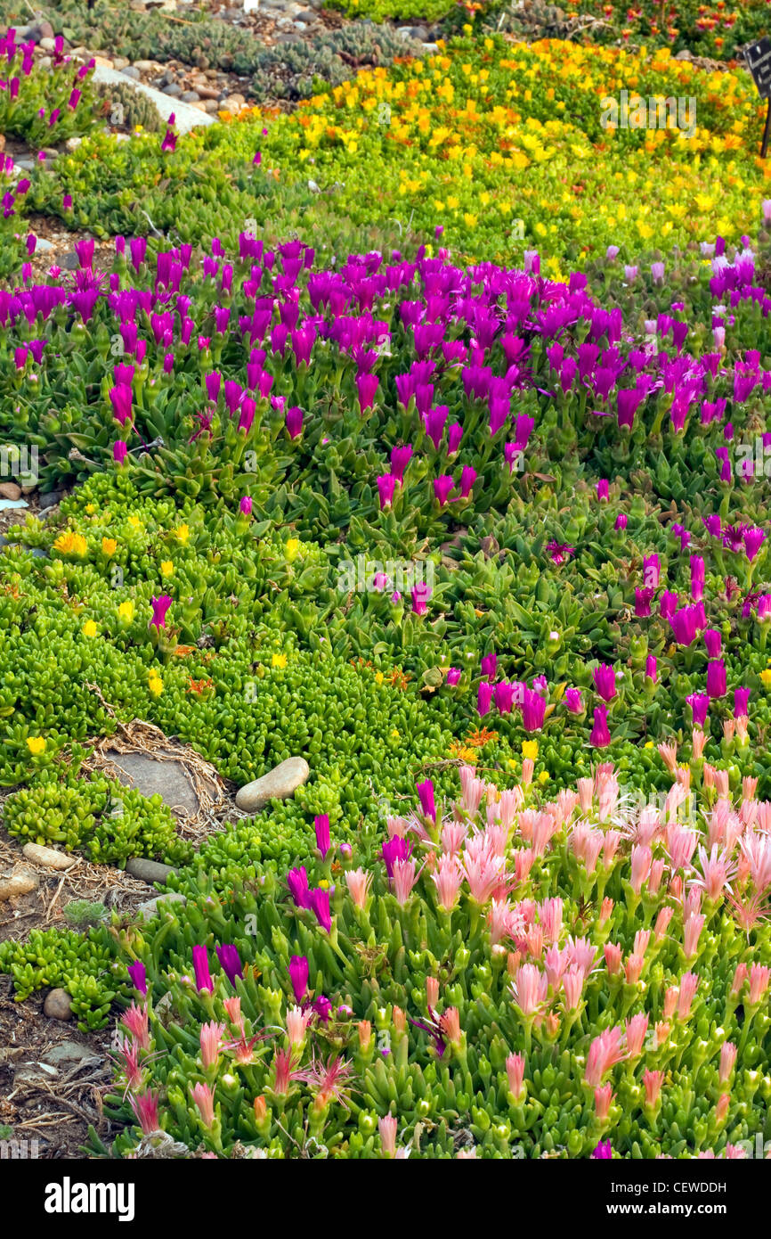 Delosperma (Eis-Anlage) wächst auf einer Wiese und in den Töpfen in den Botanischen Garten in Denver, Denver, Colorado, Frühling, USA Stockfoto