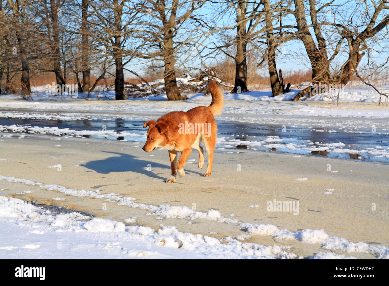 Rothaarige Hund auf dem Fluss Eis Stockfoto