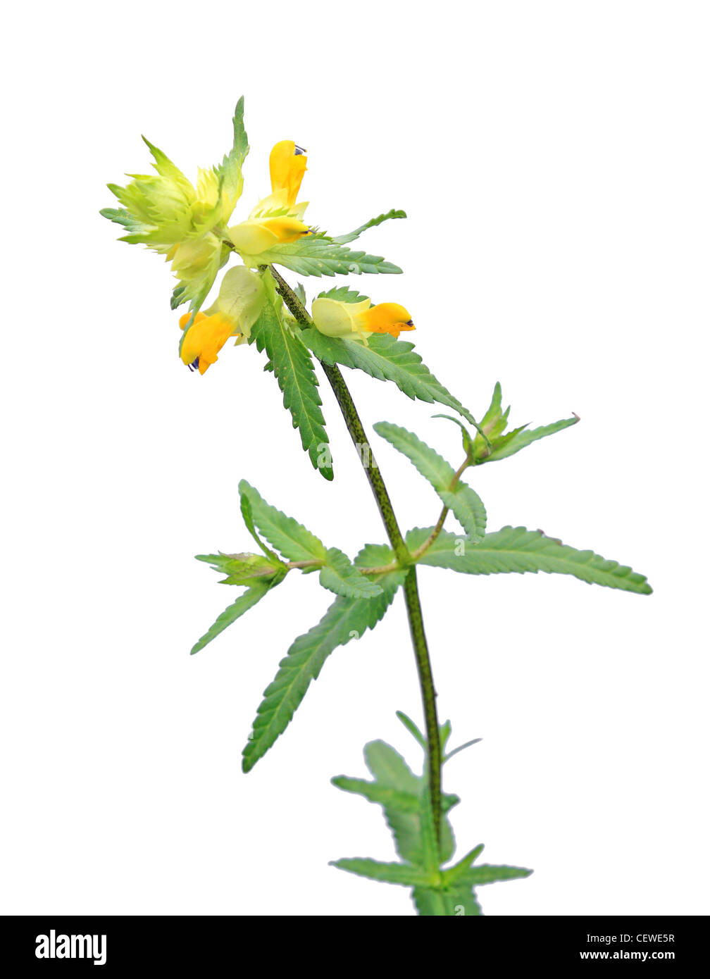 gelbes Feldblume auf weißem Hintergrund Stockfoto