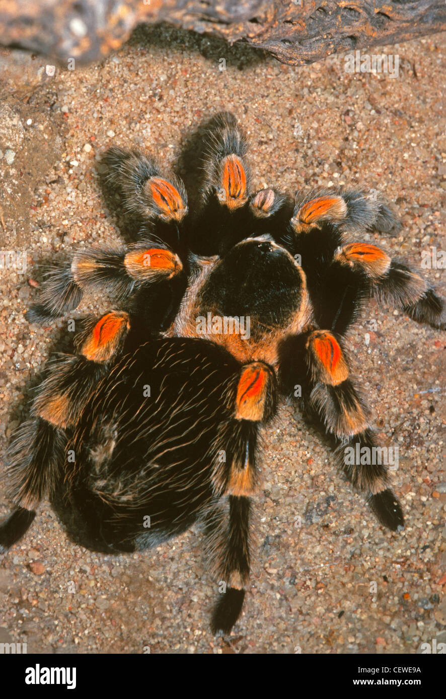 Mexikanische rot-kneed Vogelspinne (Brachypelma Smithi) gefangene Exemplar fotografiert in Colorado uns. Stockfoto