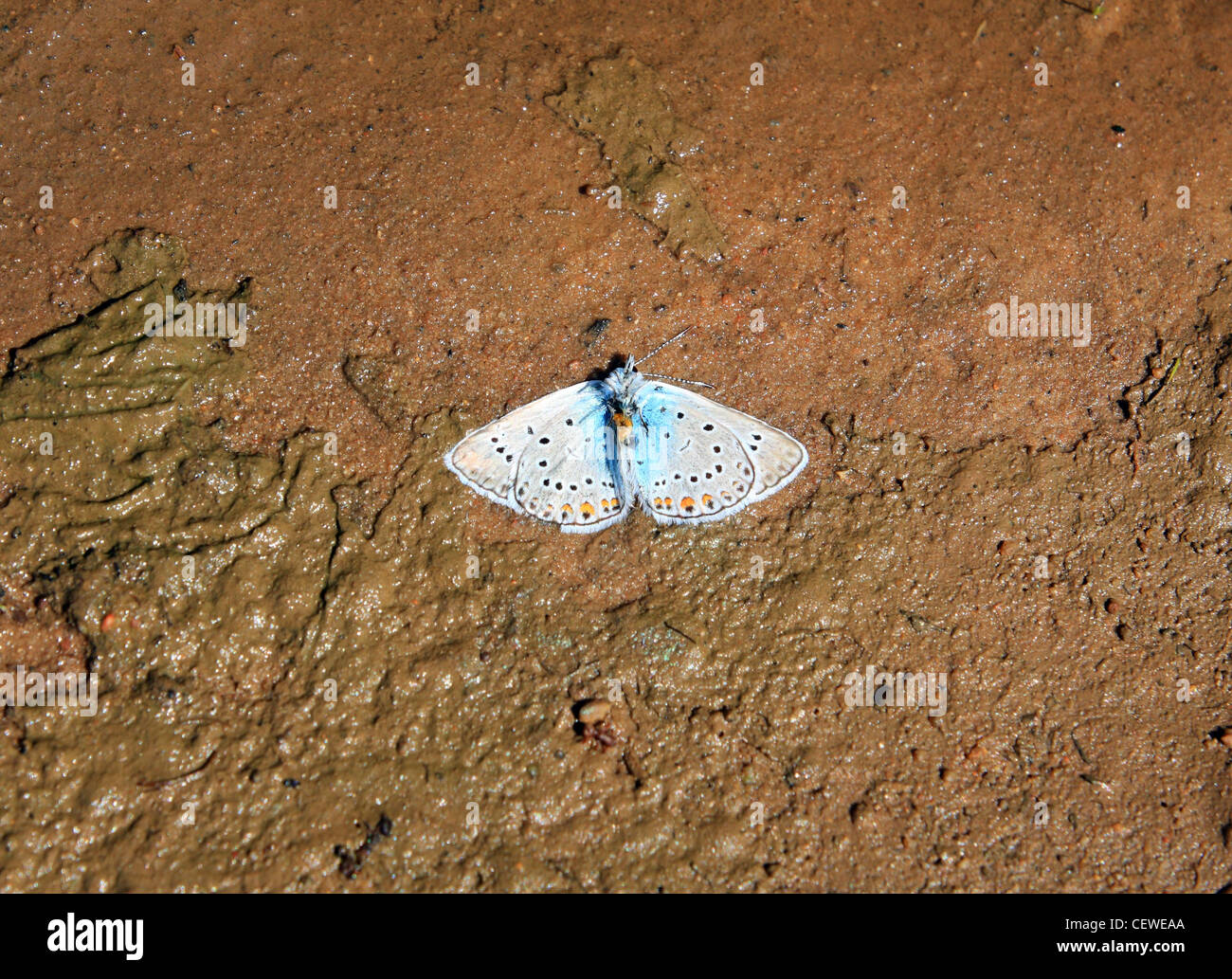 blauen Toten Schmetterling in braunen Dreck Stockfoto
