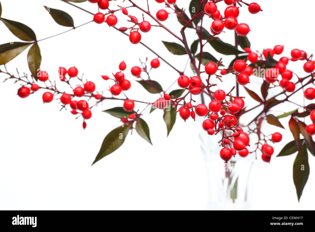 Nandina domestica Heiliger Bambus  rote, lanzfrmige Bltter mit  hellgrnem mittelbalken, Oktober, England, Grobritannien Stockfotografie -  Alamy