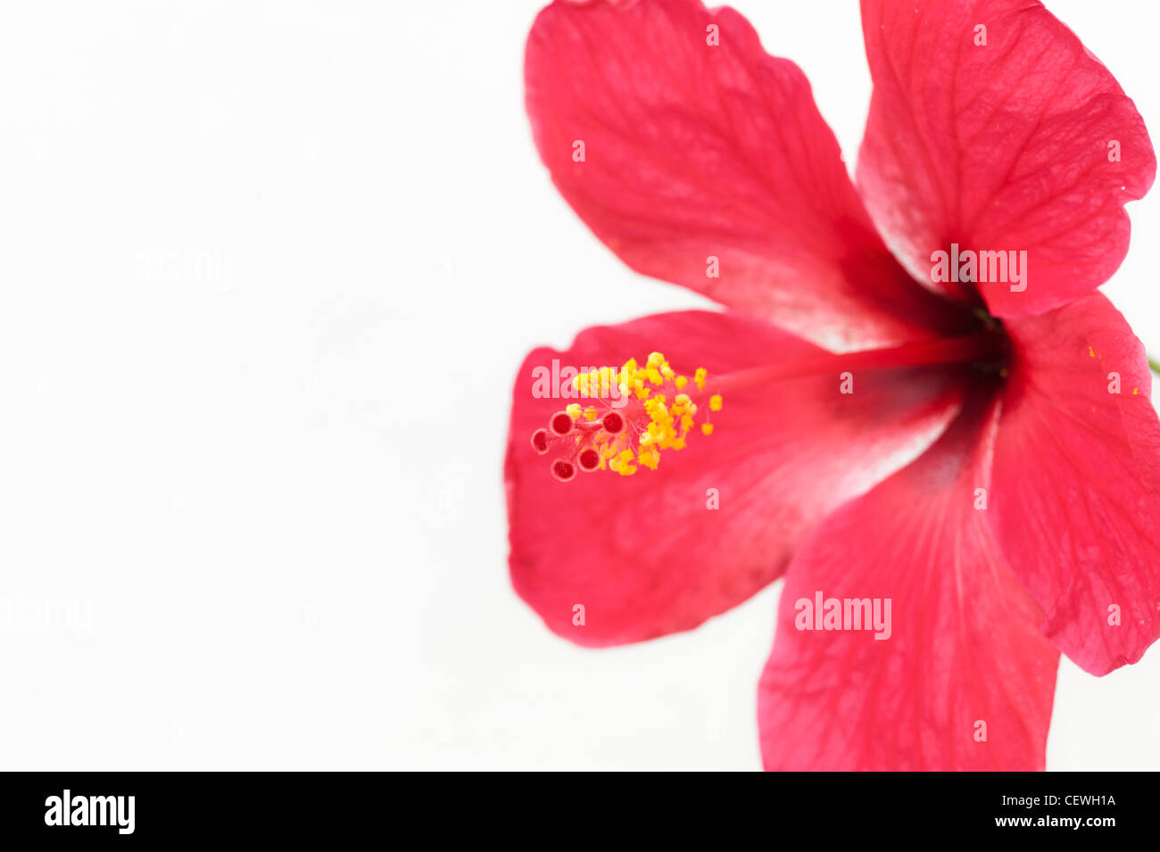 Hibiscus Rosa Sinensis. Rote Hibiskusblüten auf weißem Hintergrund Stockfoto