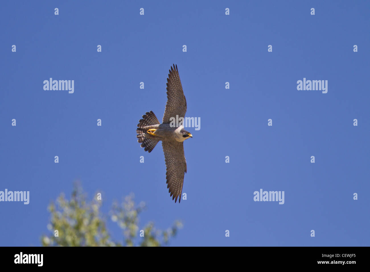 Wanderfalke, Falco peregrinus, Wanderfalke Stockfoto