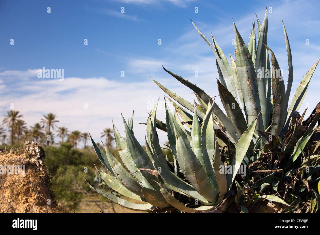 Agave und Dattelpalmen auf Hintergrund, Insel Djerba, Tunesien, Afrika Stockfoto