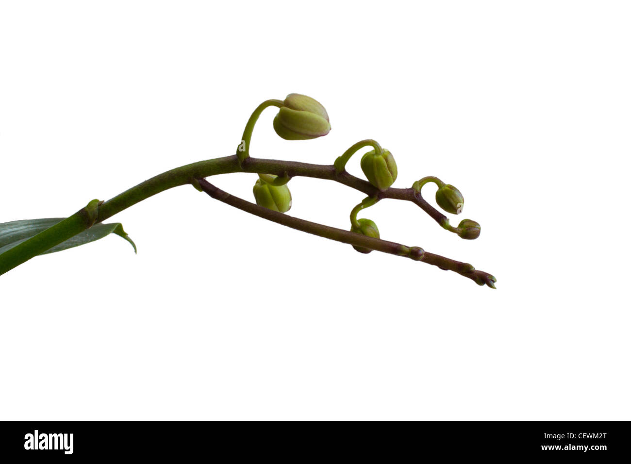 Orchidee, Blume Stockfoto