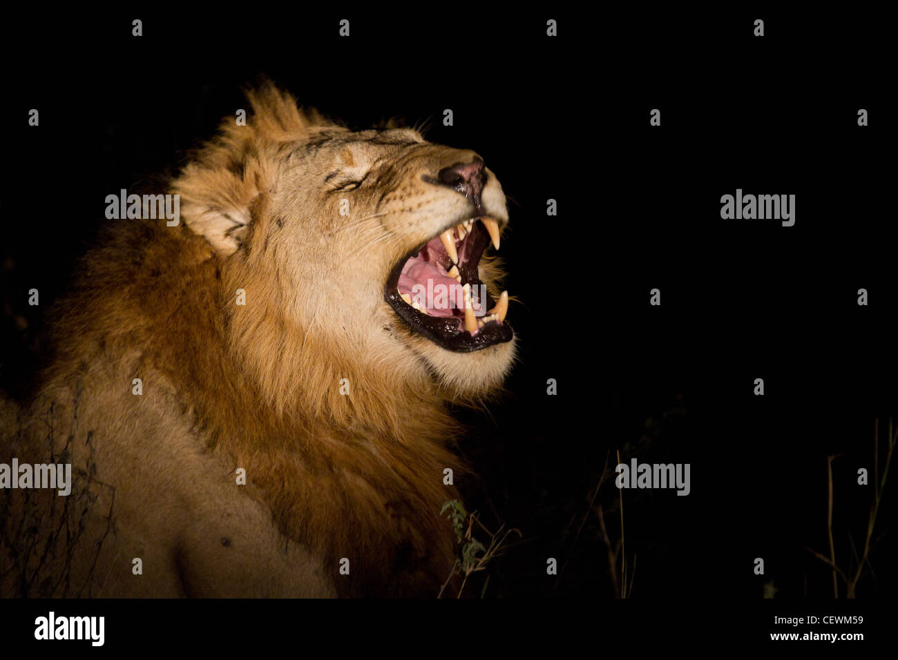 Löwen in der Nacht Stockfoto