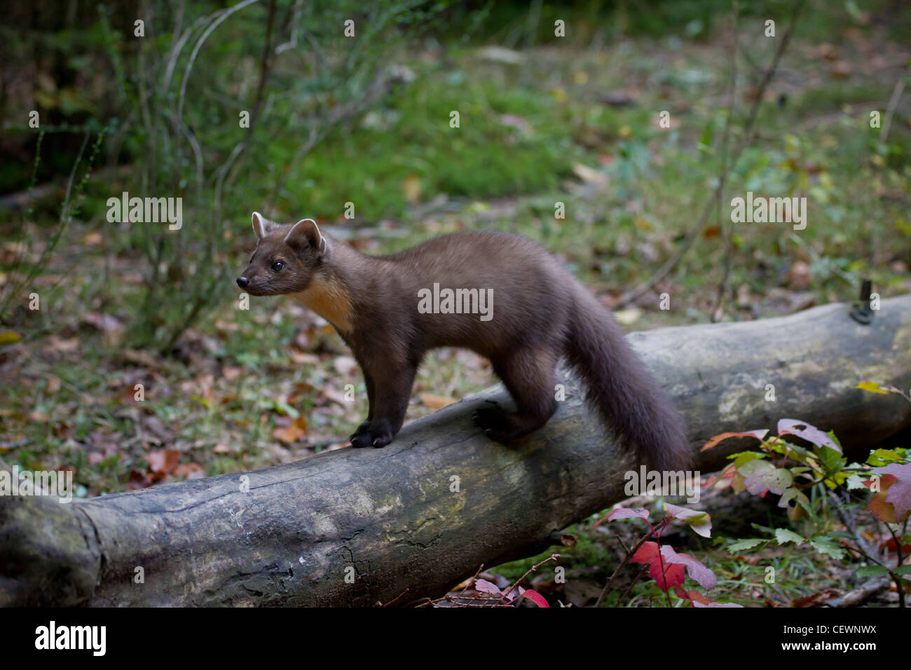 Baummarder Edelmarder europäischen Baummarder Kiefer ma Stockfoto