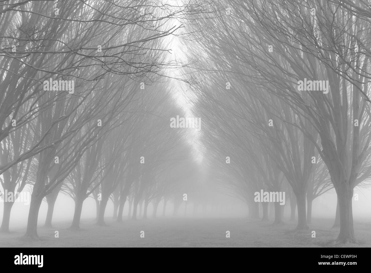 Allee der Bäume und frühen Morgennebel in Radley College Stockfoto