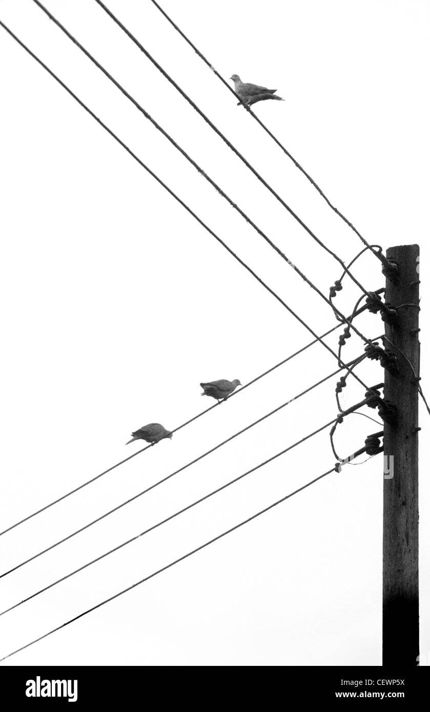 Silhouette Vögel auf Telegraphendrähten erstellen eine abstraktere Szene in langes Wittenham. Stockfoto