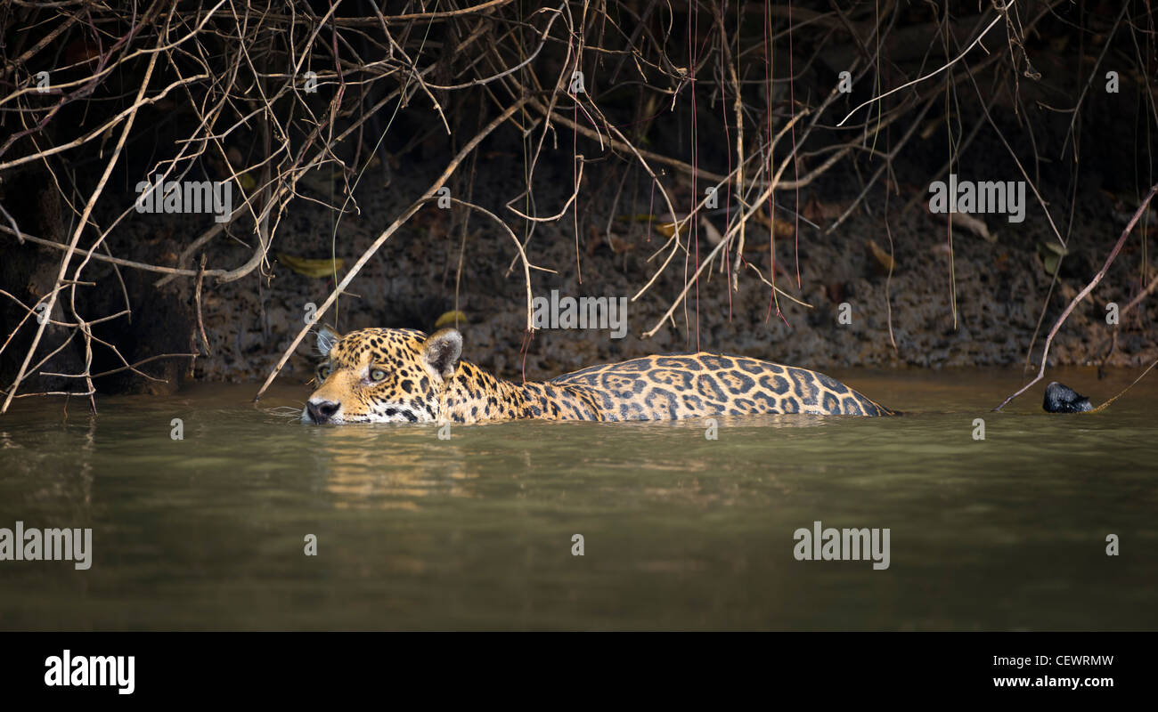 Wilde männliche Jaguar schwimmen entlang der Ränder der Piquiri River, ein Nebenfluss des Cuiaba Fluss, nördliche Pantanal, Brasilien. Stockfoto