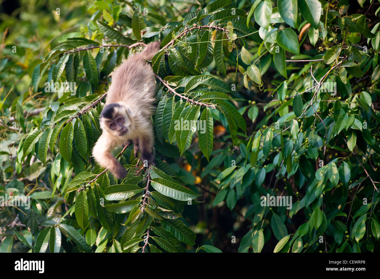 Schwarz gestreift getuftet Kapuziner in Laubwald entlang der Ufer des Pixiam Flusses, nördliche Pantanal, Brasilien. Stockfoto