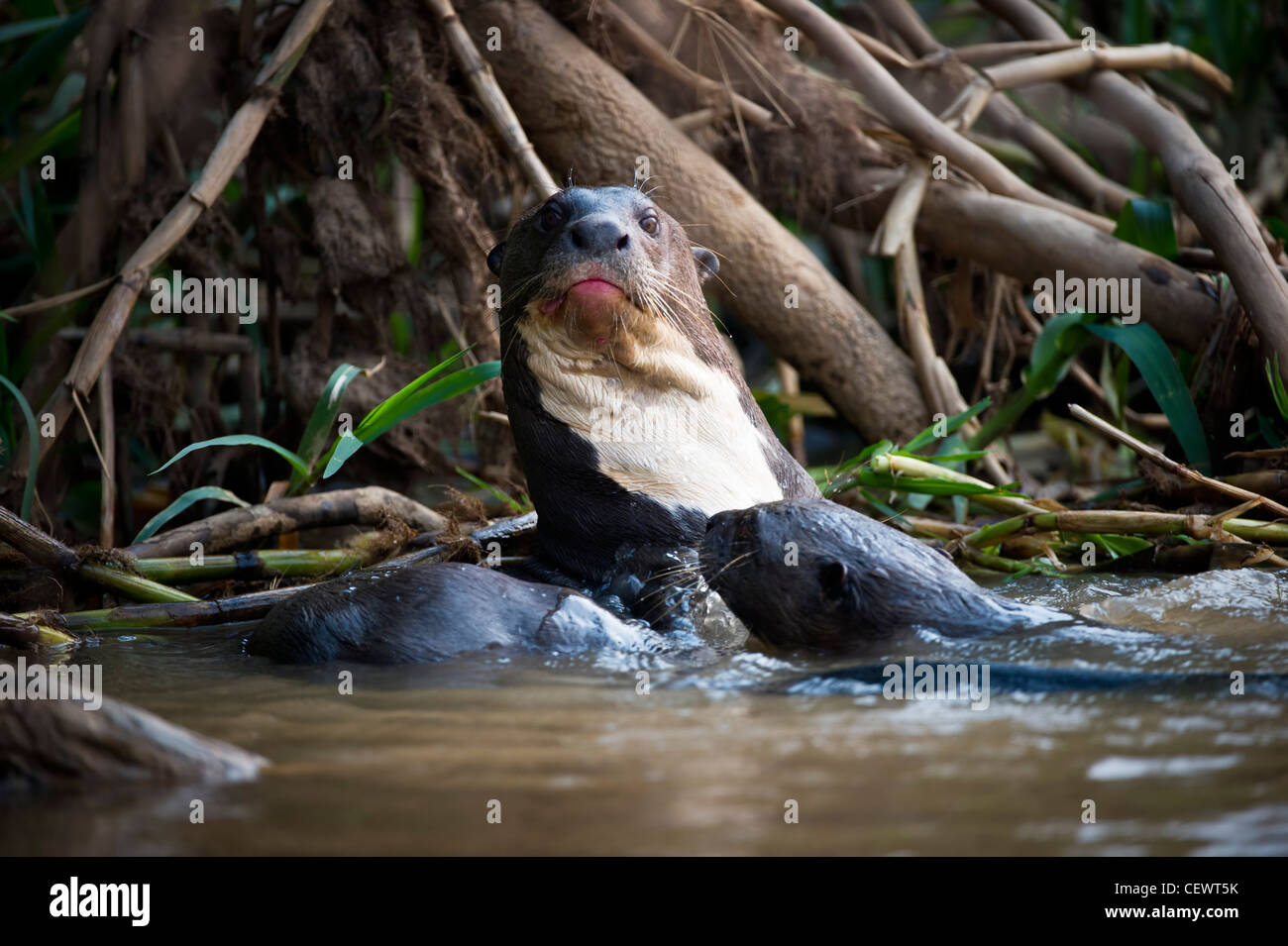 Riesenotter (Pteronura Brasiliensis). Piquiri River, nördlichen Pantanal, Brasilien. Stockfoto