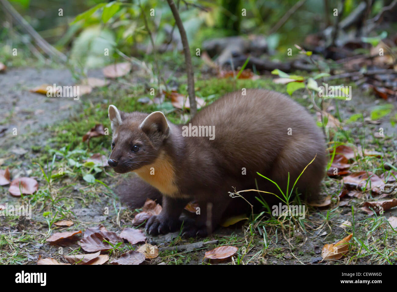 Baummarder Edelmarder europäischen Baummarder Kiefer ma Stockfoto