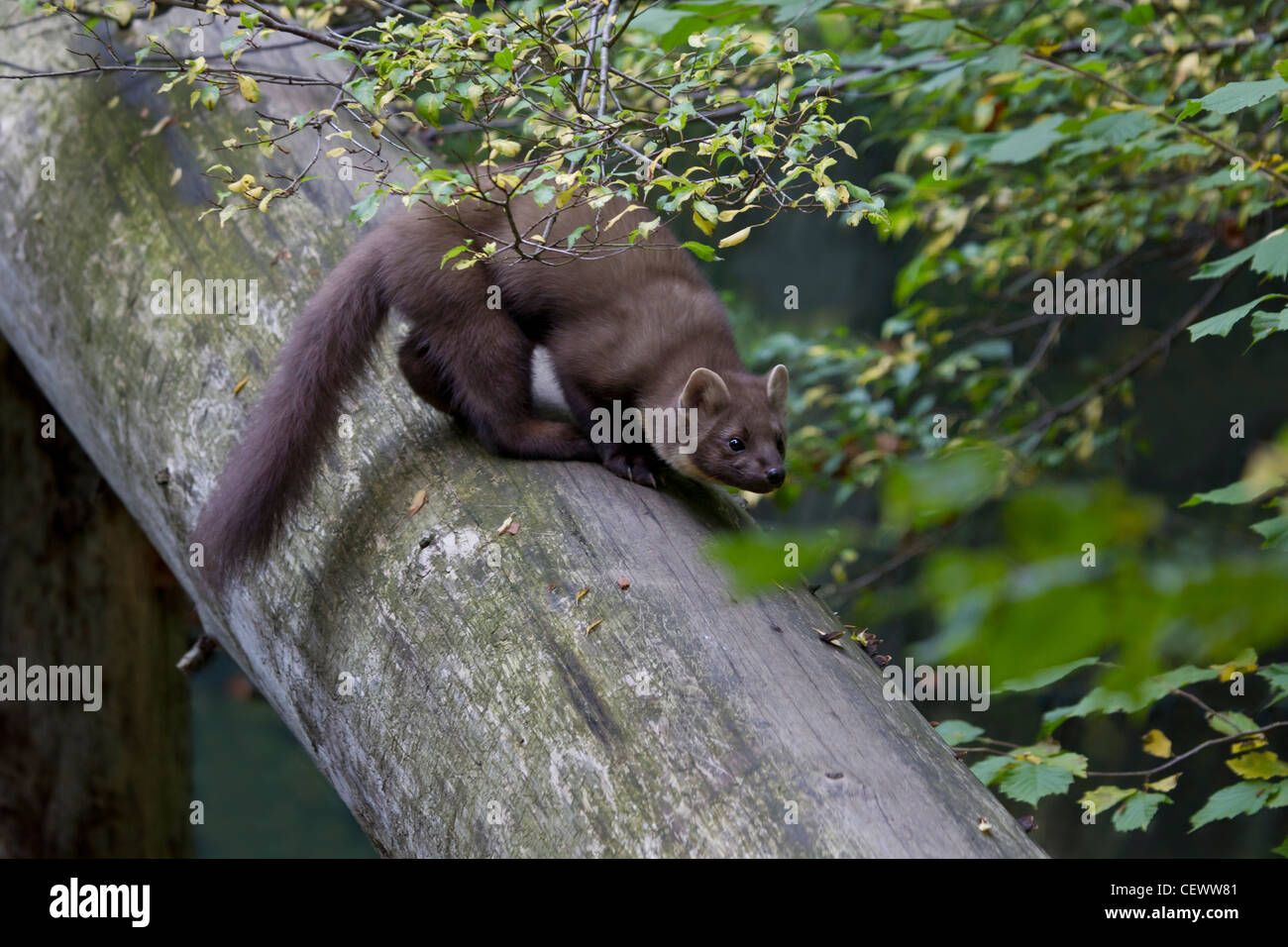 Baummarder Edelmarder europäischen Baummarder Kiefer ma Stockfoto