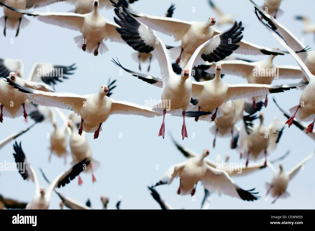 Schneegänse fliegen, Bosque del Apache, New-Mexico-USA Stockfoto